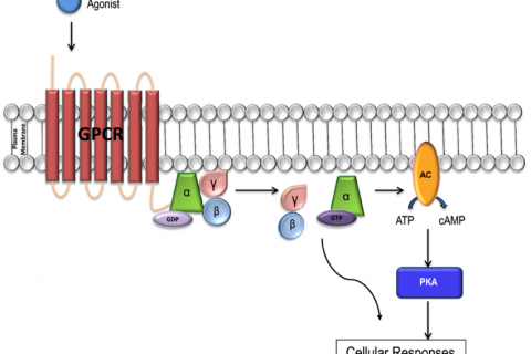 GPCR