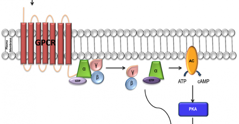 GPCR