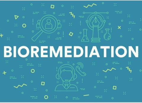 bioremediation